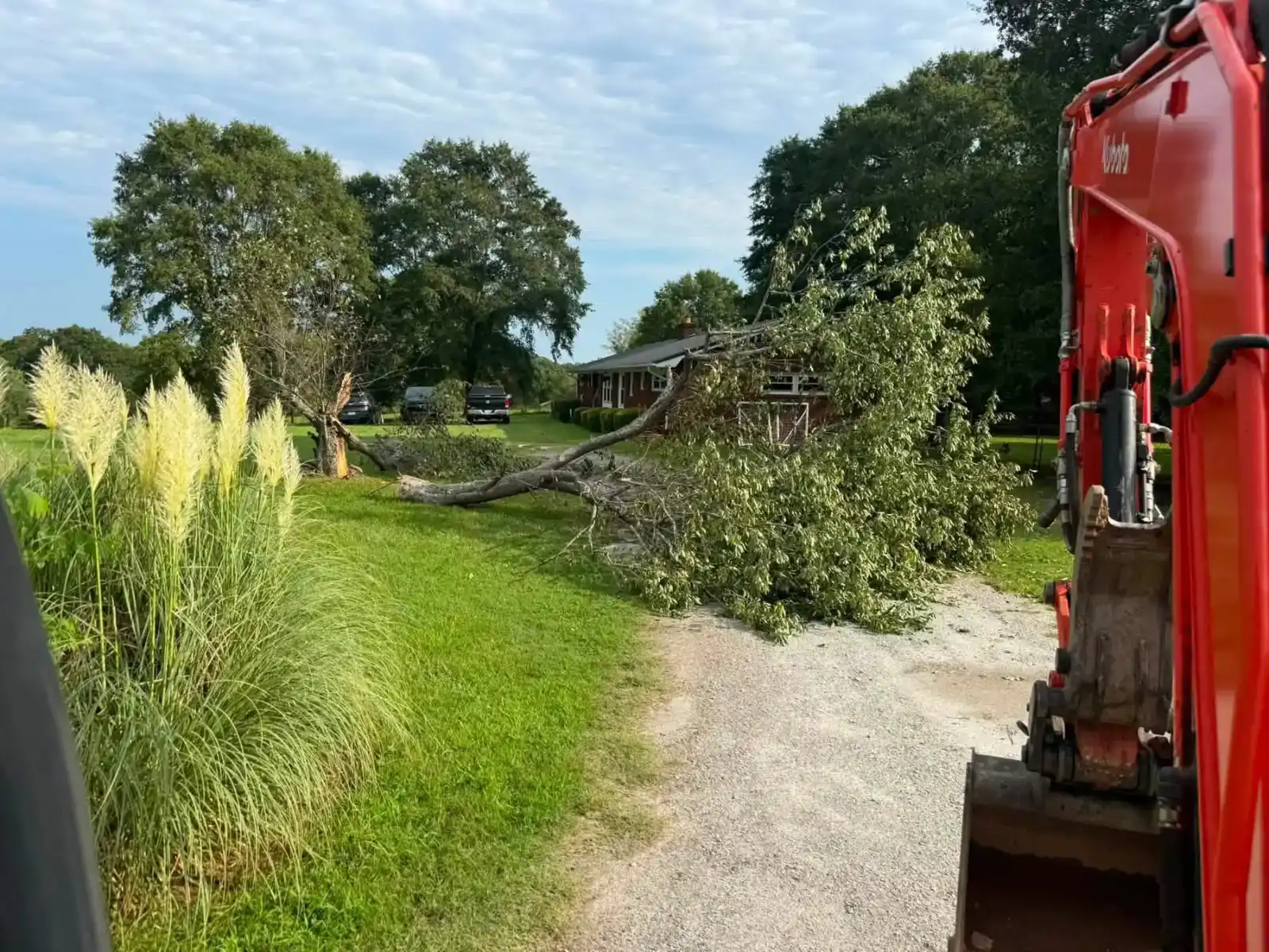 Fallen tree across a lawn and driveway before removal