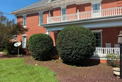 Two rounded, trimmed shrubs in front of a brick house